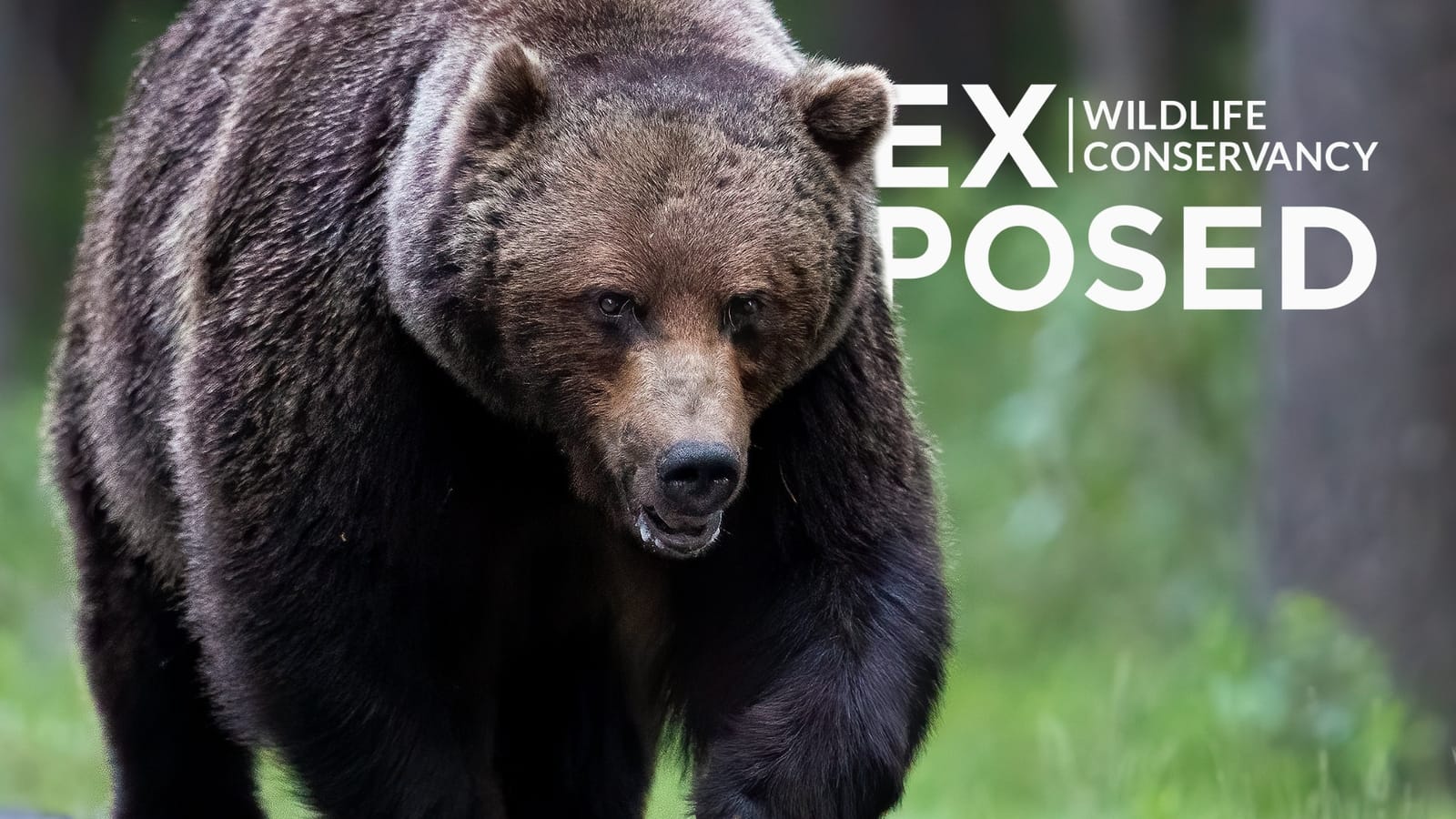 Protecting Alberta's Grizzly Bears